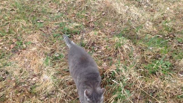 Художественный свист Угадай мелодию смотреть онлайн