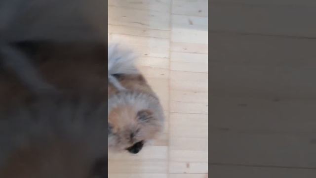 Учится никогда не поздно!!! Играем с Нафанькой!❤️ смотреть онлайн