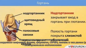 Боль при глотании