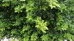 Help save the planet, plant a Ficus Nitida.