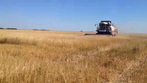 Конкуренты в деле! Очёсывающие жатки "Озон" и "Славянка"