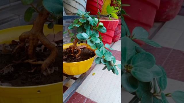 Ficus ginseng microcarpa plant bonsai