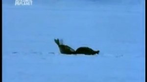 Неудачная охота белого медведя на кольчатую Нерпу