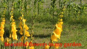 BEAUTIFUL FLOWERS IN MY GARDEN "GLADIOLUS BULB" in Yellow color means Cheerfulness and compassion