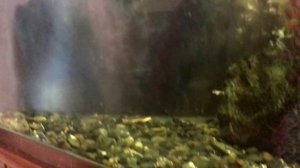 Астронотус (ASTRONOTUS) в угловом аквариуме 120 литров.