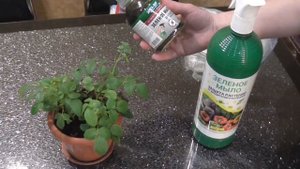 Как избавиться от паутинного клеща