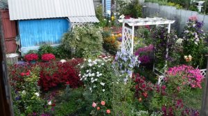 Петуния ,вид сверху 2022