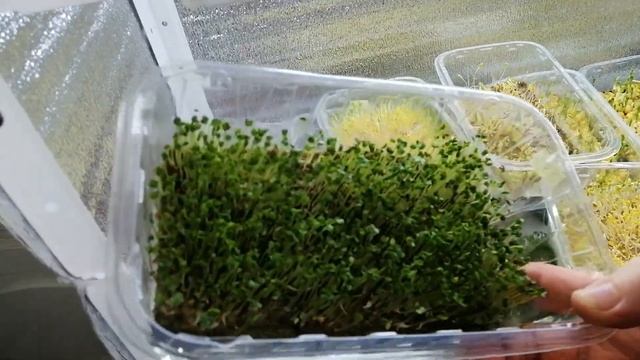 ?????СЕЗОН ВЫРАЩИВАНИЯ МИКРОЗЕЛЕНИ  в домашних условиях ОТКРЫТ! ОБЗОР