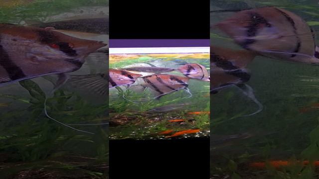 бодливые скалярки