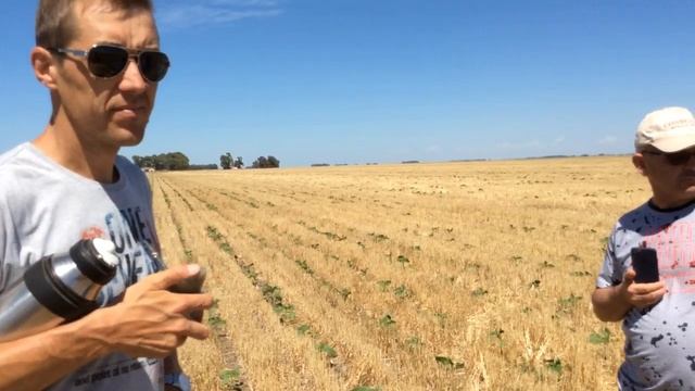 Аргентина, прямой посев. Новаторские решения. Заниженные нормы высева смотреть онлайн