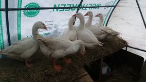 Гусям 5 месяцев. Взвешивание.