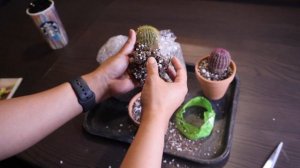 New Cactus Plants from Succulents Box | #cactus #succulentsbox