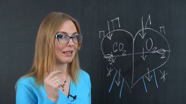 Сердце. Круги кровообращения | Биология | TutorOnline