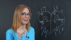 Сердце. Круги кровообращения | Биология | TutorOnline