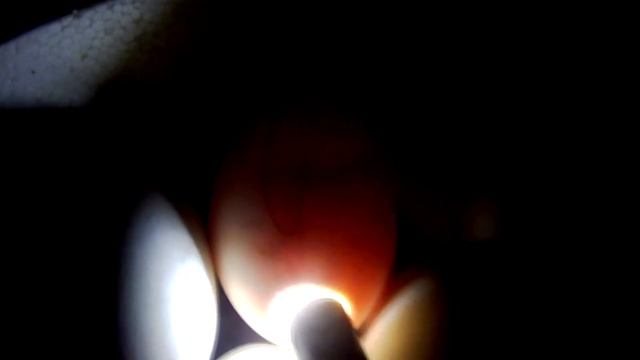 8-11 день ИНКУБАЦИИ гусиных яиц. ОВОСКОПИРОВАНИЕ. ТЕМПЕРАТУРНЫЙ РЕЖИМ. ВЛАЖНОСТЬ смотреть онлайн