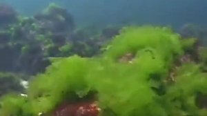 ©  Водоросли Черного моря. Ульва (Ulva lactuca) - 02 //  green alga