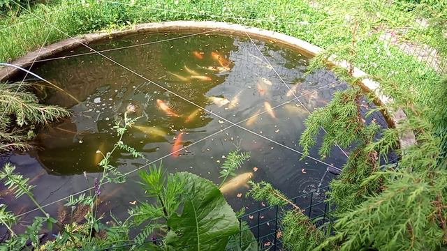 карпы Кои смотреть онлайн