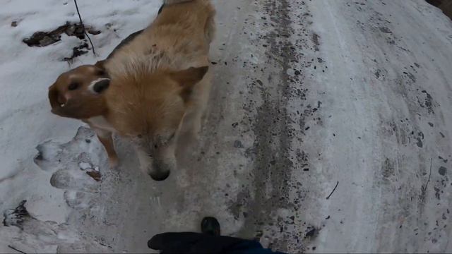 Ревнивая собака / dog / 狗 / Perro смотреть онлайн