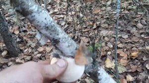 В лесу 27 сентября на Воздвижение