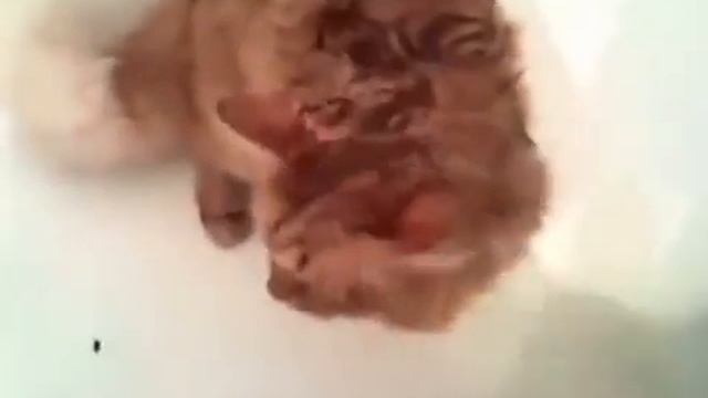 Кот и мыши в ванной) смотреть онлайн