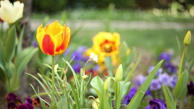 Relaxation in Piano Music: Flower Therapy Meditation Zen Garden REAL LIVE HD Video Music смотреть онлайн