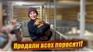В ожидании пополнения! Должный уход за коровами, свиньями и курами на нашей ферме!