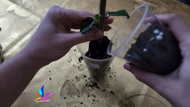Укоренение гибискуса воздушным укоренением.