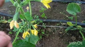 Почому Желтеет и гниет завязь у огурцов Что делать