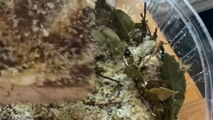 Сало , вяленое . Самый простой и лучший рецепт . Единственный минус , съедается очень быстро .