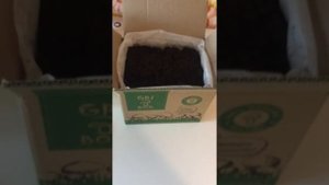 #3 GriBox - набор для выращивания шампиньонов в домашних условиях.