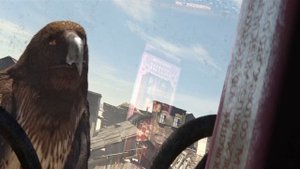 Ранго против Ястреба "Идите смотрите. Вы на него гляньте. Он же ястреба гоняет" | Ранго (2011)