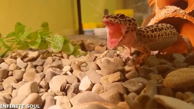 ЖИВОТНЫЕ КРИЧАТ КАК ЧЕЛОВЕК | ANIMALS SCREAMING WITH HUMAN VOICES смотреть онлайн