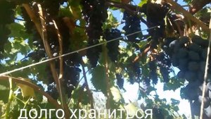 Виноград Декабрьский.Не укрывной.