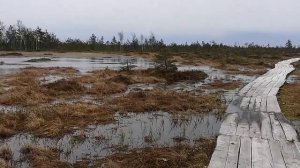 Белорусский экстрим: прогулка по болоту