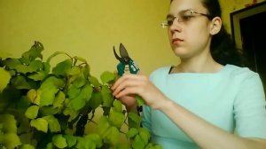 Формирование и укоренение циссуса