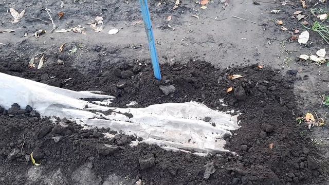 Укриття на зиму винограду, ківі Бруно, ожини Лох Тей.