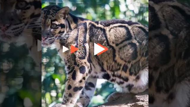 Горные леопарды , и обычные леопард