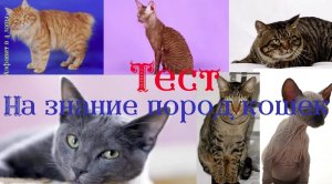 Алфавит в 4 лапы/Тест на знание породы кошек /Узнай насколько ты уверен в себе и в своих знаниях_