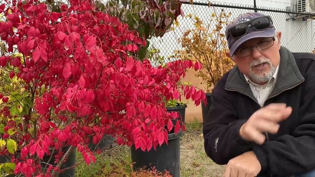 How to Grow Burning Bush - Plant Care смотреть онлайн