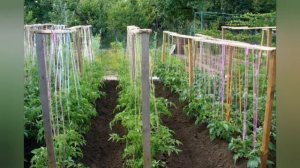 Томат Казанова. Только восторг.