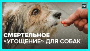 Догхантеры травят собак в Бутове и Гольянове — Москва 24