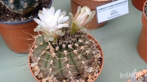 Выставка Греческого клуба Кактусистов?Май 2023                     #выставка #кактусы