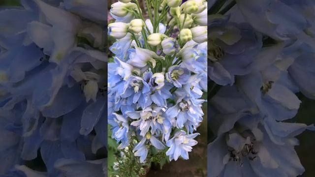 Delphinium elatum flowers #delphinium #flowers #ytshorts