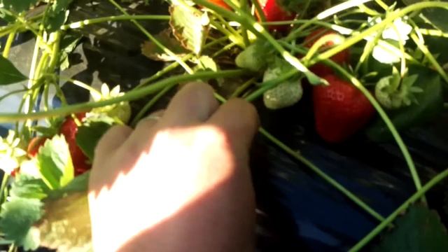 клубника сорт антея ( наше мнение )