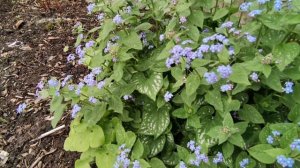 Лэнктрис Бруннера или Незабудочник  в моем саду