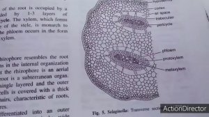 selaginella by dr Lalit tewari