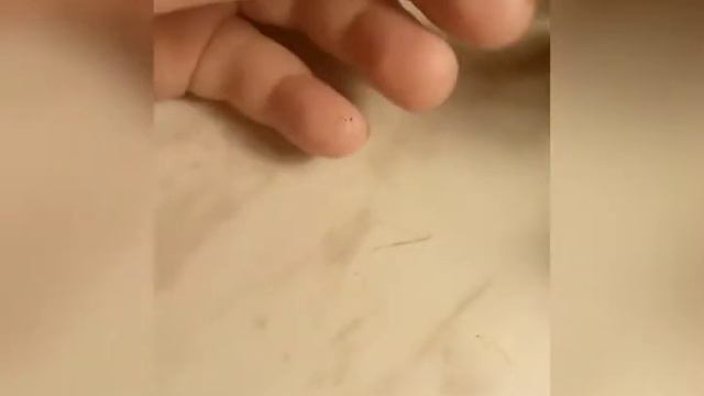 Всё об укоренении черенков комнатных растений. 1 часть. Молочай миля,фикус эластика,сеткреазия смотреть онлайн