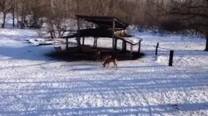 Косуля на кормушке