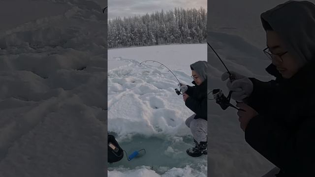 I caught my PB trout through the ice with my garmin striker 4! #alaska #icefishing #GarminStriker4