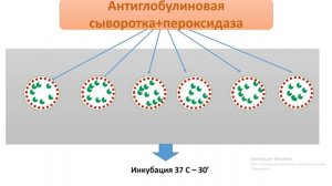 Этапы постановки ИФА